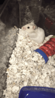 Anderson's Gerbil Rodents Photos