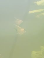 Angelfish Fishes Photos