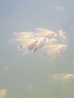 Angelfish Fishes Photos