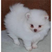 Anglo-Francais de Petite Venerie Puppies for sale in Miami, FL, USA. price: $1,275