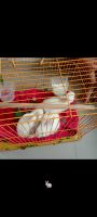 Angora rabbit Rabbits for sale in Shahbaz Village, Sector 20, CBD Belapur, Navi Mumbai, Maharashtra 400614, India. price: 2,000 INR