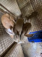 Angora rabbit Rabbits Photos