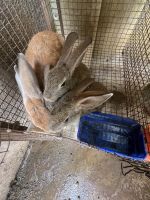 Angora rabbit Rabbits Photos