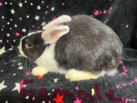 Angora rabbit Rabbits for sale in Chesterfield, Virginia. price: $25