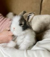Angora rabbit Rabbits for sale in Jupiter, FL, USA. price: $350