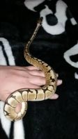 Anguis fragilis Reptiles for sale in Hollywood, FL, USA. price: $700