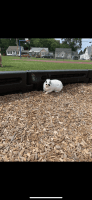 Annamite Striped Rabbit Rabbits for sale in Cortland, NY 13045, USA. price: $160
