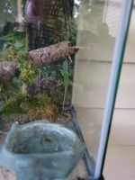 Anole Reptiles for sale in Ruther Glen, VA 22546, USA. price: NA