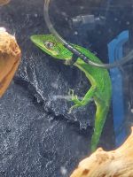 Anole Reptiles for sale in Deer Park, TX 77536, USA. price: $150