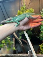 Anole Reptiles for sale in Waukegan, IL 60085, USA. price: $150