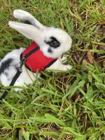 Antelope Jackrabbit Rabbits for sale in Plantation, FL, USA. price: $50