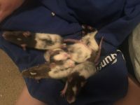 Anthony's Woodrat Rodents for sale in Versailles, KY 40383, USA. price: $10