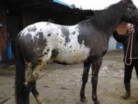Appaloosa Horses for sale in Austin, TX, USA. price: $800
