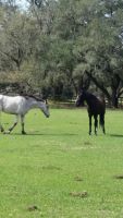 Appaloosa Horses Photos