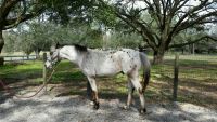 Appaloosa Horses for sale in Lutz, FL, USA. price: $2,500