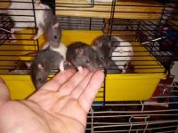Aquatic Rat Rodents for sale in Haskell, Arkansas. price: $12