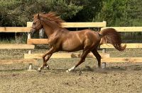Arabian Horses Photos