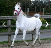 Arabian Horses for sale in W Spring St, Spring Hill, KS 66083, USA. price: $2,000