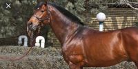 Arabian Horses Photos