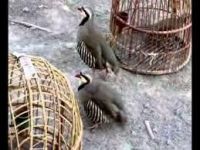 Arabian Partridge Birds Photos