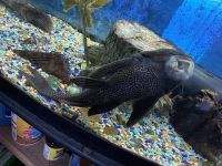 Arapaima Fishes Photos