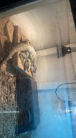 Argentine Black and White Tegu Reptiles for sale in Clarksville, TN, USA. price: $500