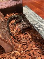 Argentine Black and White Tegu Reptiles for sale in Clearfield, PA 16830, USA. price: $350