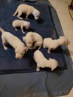 Argentine Dogo Puppies for sale in Indore, Madhya Pradesh, India. price: 50,000 INR