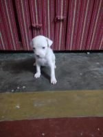 Argentine Dogo Puppies for sale in Haridwar, Uttarakhand, India. price: 25,000 INR