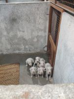 Argentine Dogo Puppies for sale in Gardi, Maharashtra 415311, India. price: 25,000 INR