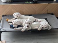 Argentine Dogo Puppies for sale in Mt. Washington, Kentucky. price: $800
