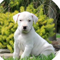 Argentine Dogo Puppies for sale in Lancaster, Pennsylvania. price: $2,500