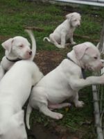 Argentine Dogo Puppies for sale in Springfield, IL, USA. price: $1,000