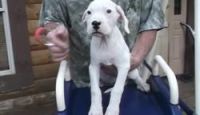 Argentine Dogo Puppies for sale in Calhoun Rd, Houston, TX, USA. price: $700