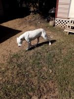 Argentine Dogo Puppies for sale in Prattville, AL, USA. price: $2,500