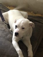 Argentine Dogo Puppies for sale in 3268 Blazing Pine Knoll, Decatur, GA 30034, USA. price: $2,500