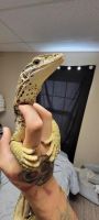 Argus monitor Reptiles for sale in Lafayette, TN 37083, USA. price: $600