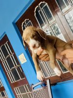 Ariege Pointer Puppies for sale in Nurpur, Himachal Pradesh, India. price: 10,000 INR