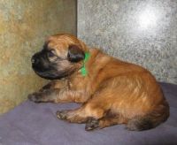 Ariegeois Puppies for sale in Lancaster, CA, USA. price: $400
