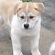 Ariegeois Puppies for sale in Washington, DC, USA. price: $700