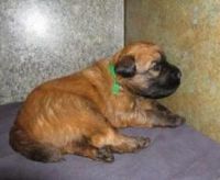 Ariegeois Puppies for sale in Los Angeles, CA, USA. price: $500