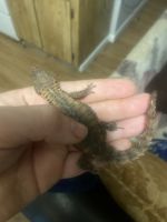 Armadillo Lizard Reptiles for sale in Colorado Springs, CO, USA. price: $500