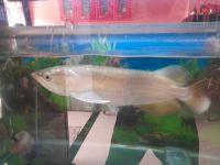 Arowana Fishes for sale in Ambernath - Badlapur Rd, Katrap, Badlapur, Maharashtra, India. price: 7,000 INR