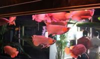 Arowana Fishes for sale in Los Angeles, CA, USA. price: $300