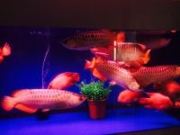 Arowana Fishes for sale in Richmond Hill, Queens, NY, USA. price: $230