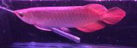 Arowana Fishes for sale in Indianapolis, IN, USA. price: $350