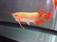 Arowana Fishes for sale in Toronto, ON, Canada. price: $350