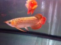 Arowana Fishes for sale in Toronto, ON, Canada. price: $350