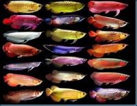 Arowana Fishes Photos