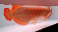 Arowana Fishes for sale in Washington, DC, USA. price: $300